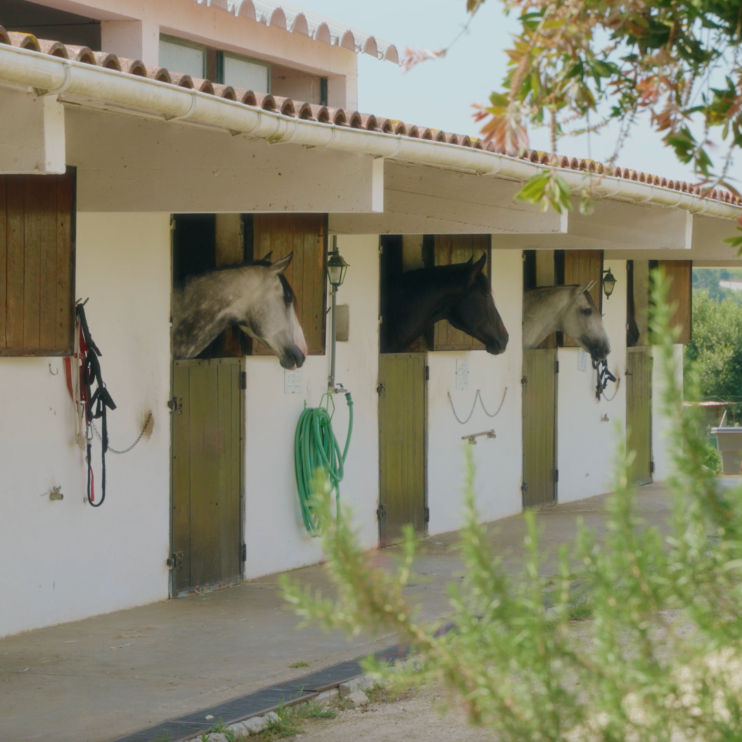 Horse Boarding