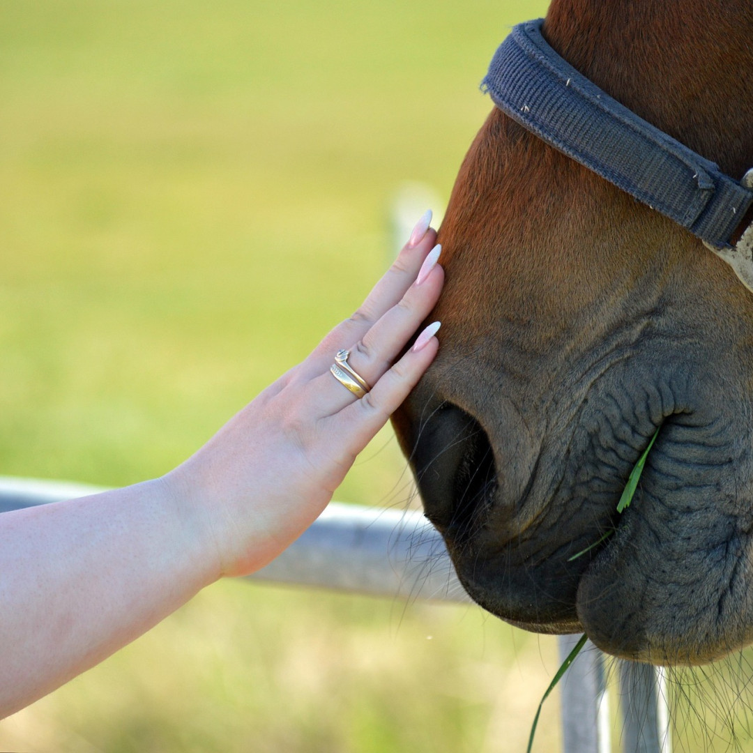 Equine Welfare
