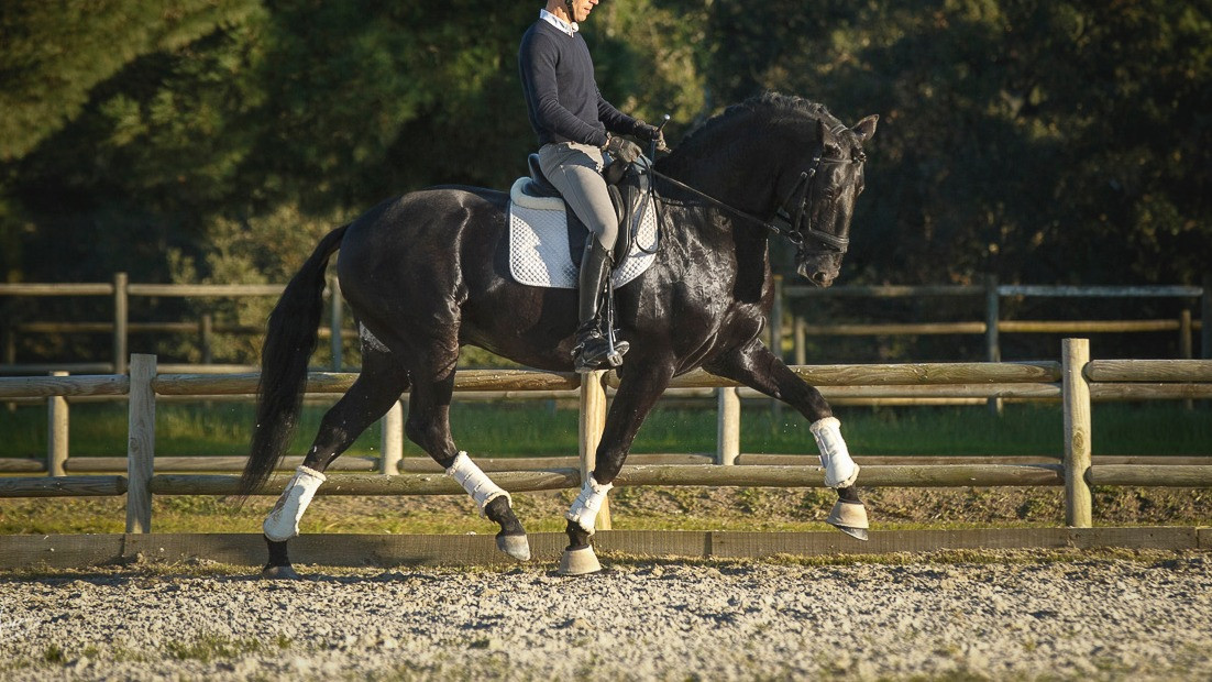 Find the Lusitano Horse of your Dreams