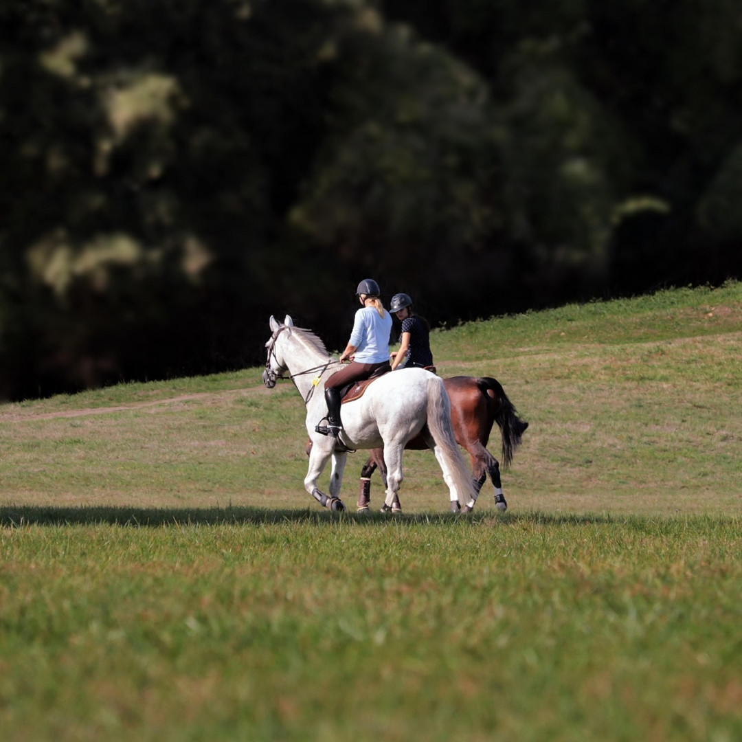 Horse Rides