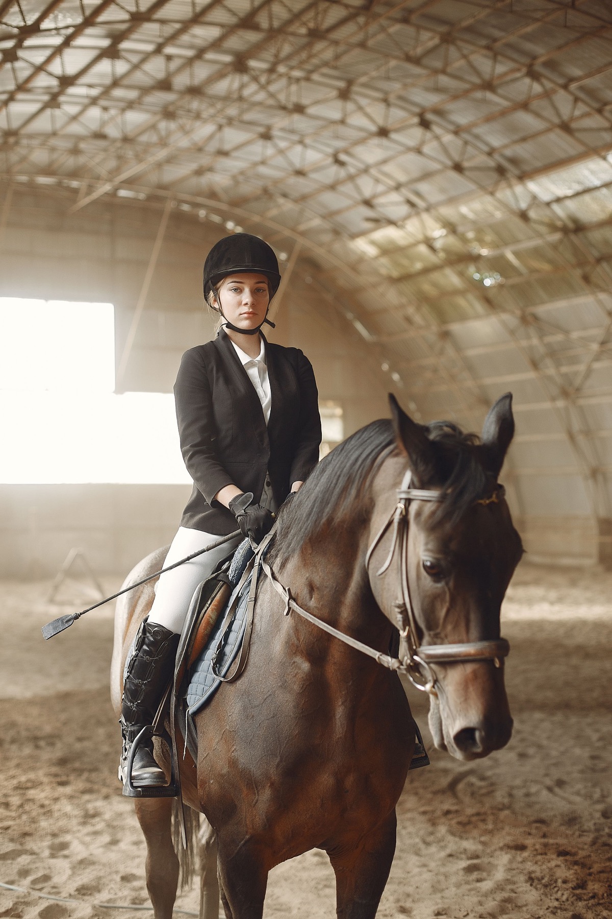 Cavalo Lusitano Dom Cavalo