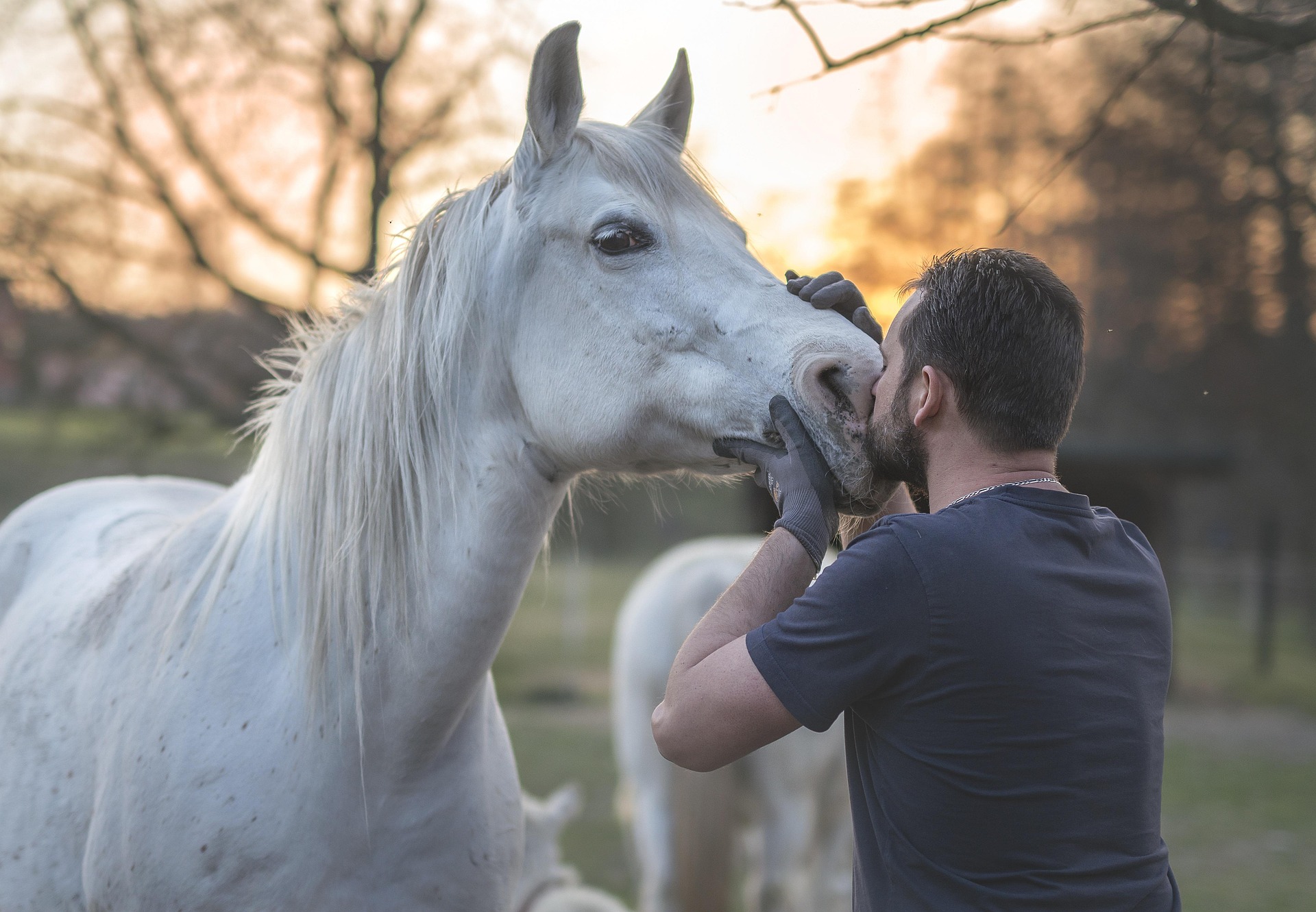 Equine Anatomy